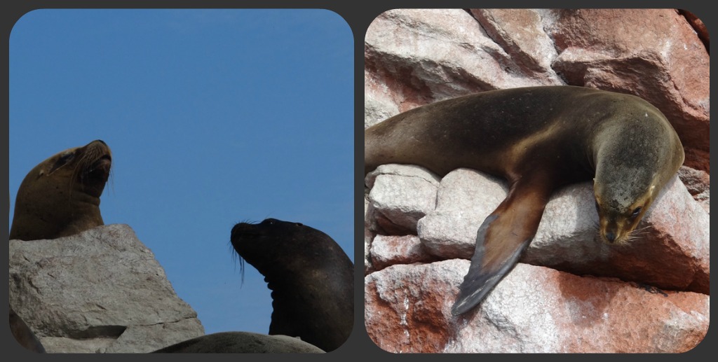 Ballesta seals