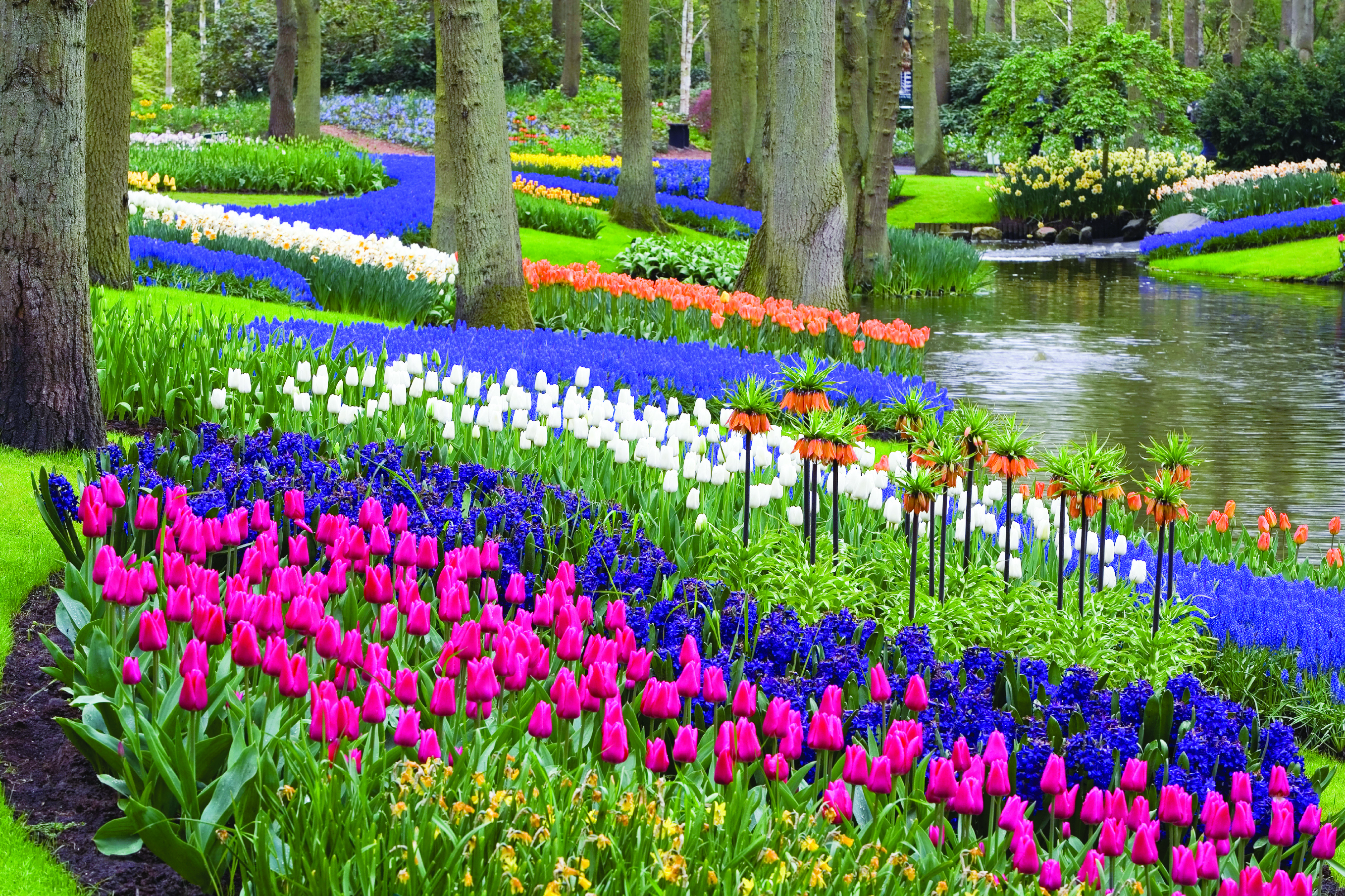 Flowers in the Keukenhof 