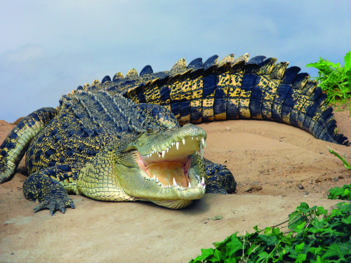 Crocodile