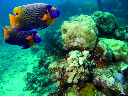 Coral reef