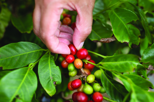 coffee beans