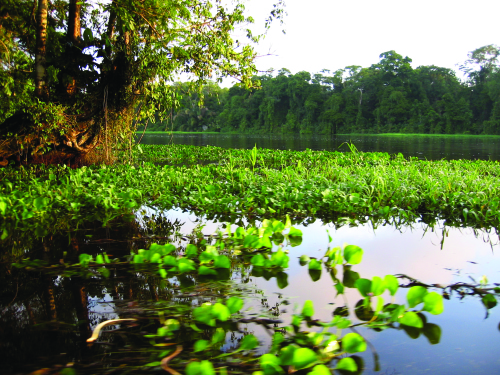 swamp in Costa Rica