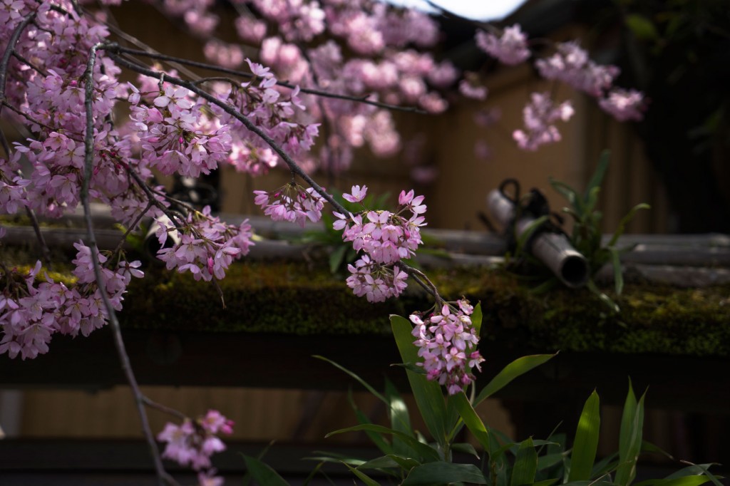 Kanazawa Guide