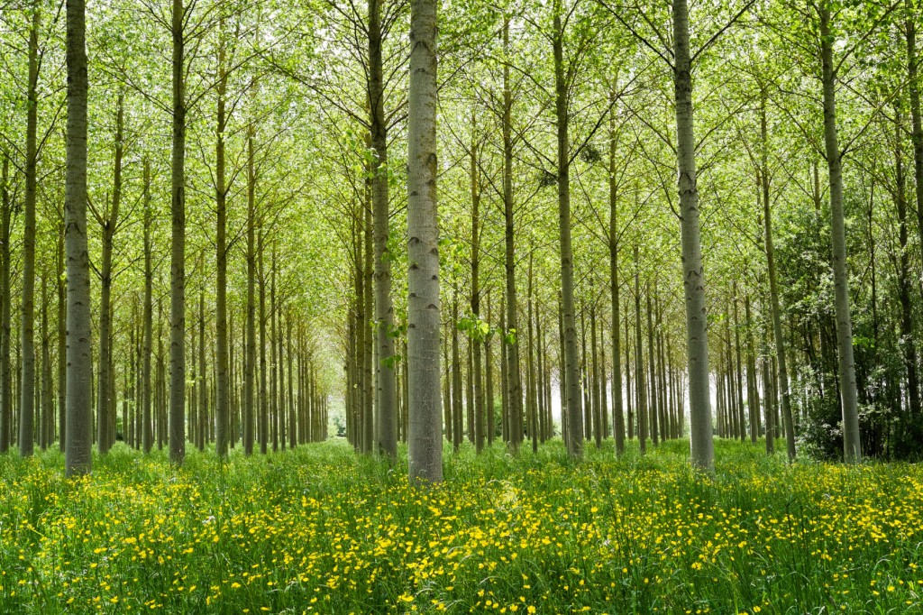 A beautiful forest area in the Loire Valley with multiple spring flowers growing.