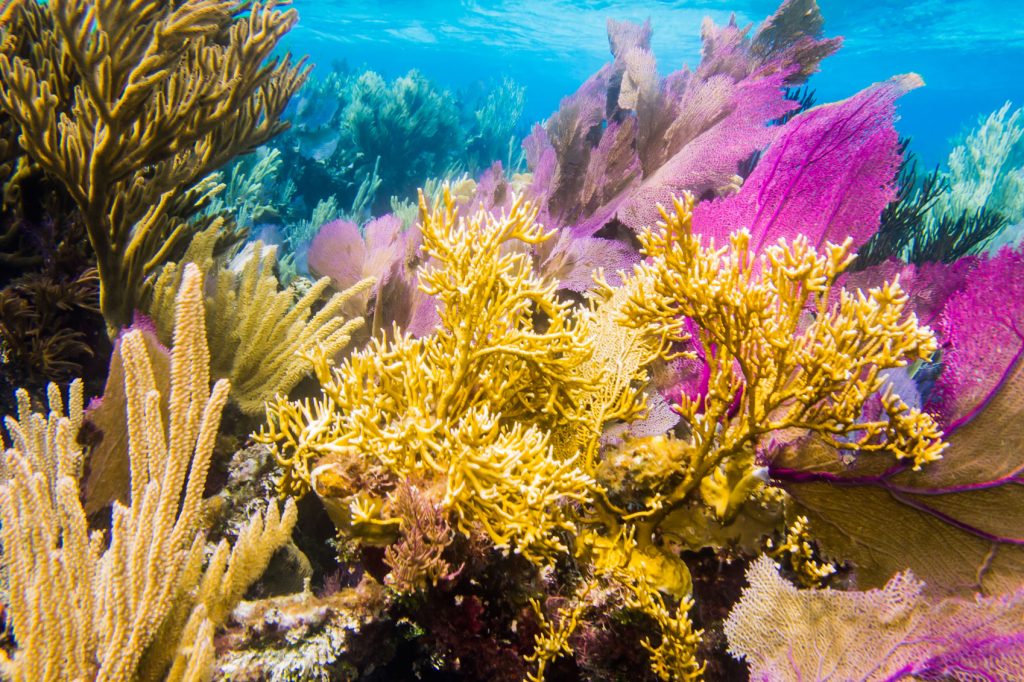 World Oceans Day