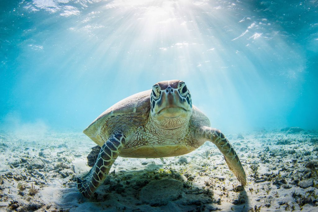 World Oceans Day