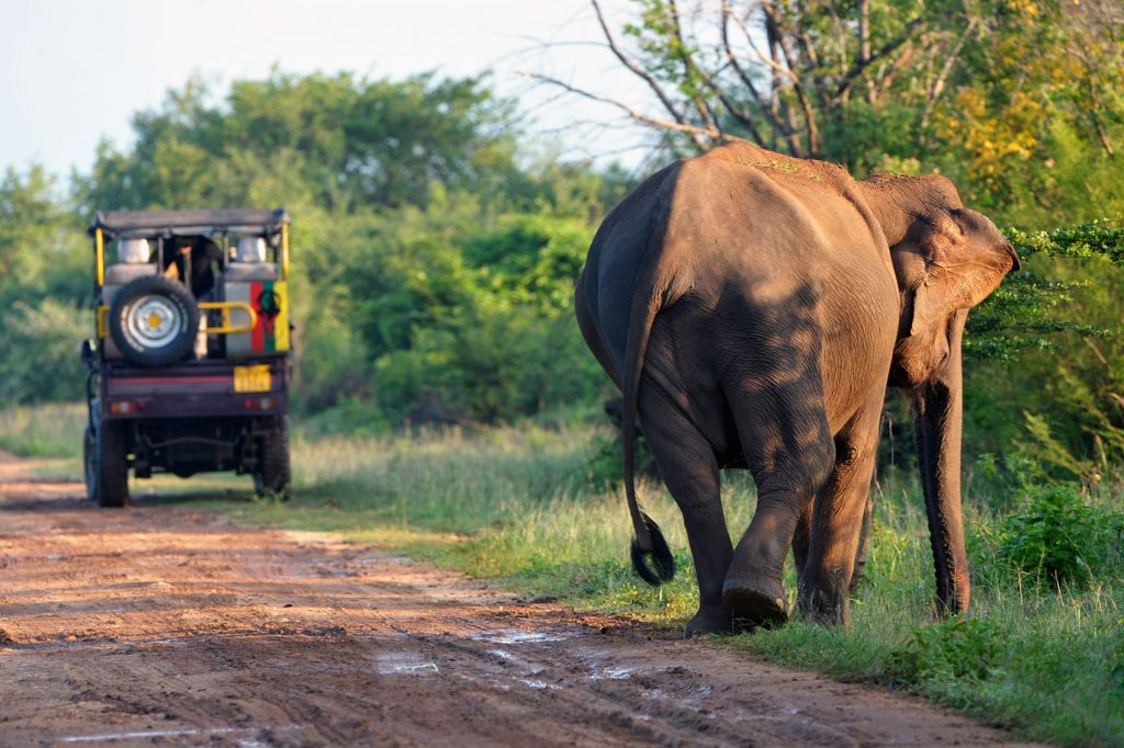 World Elephant Day