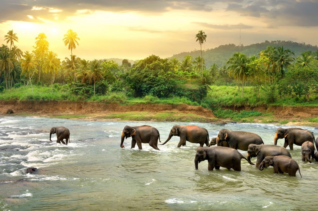 World Elephant Day