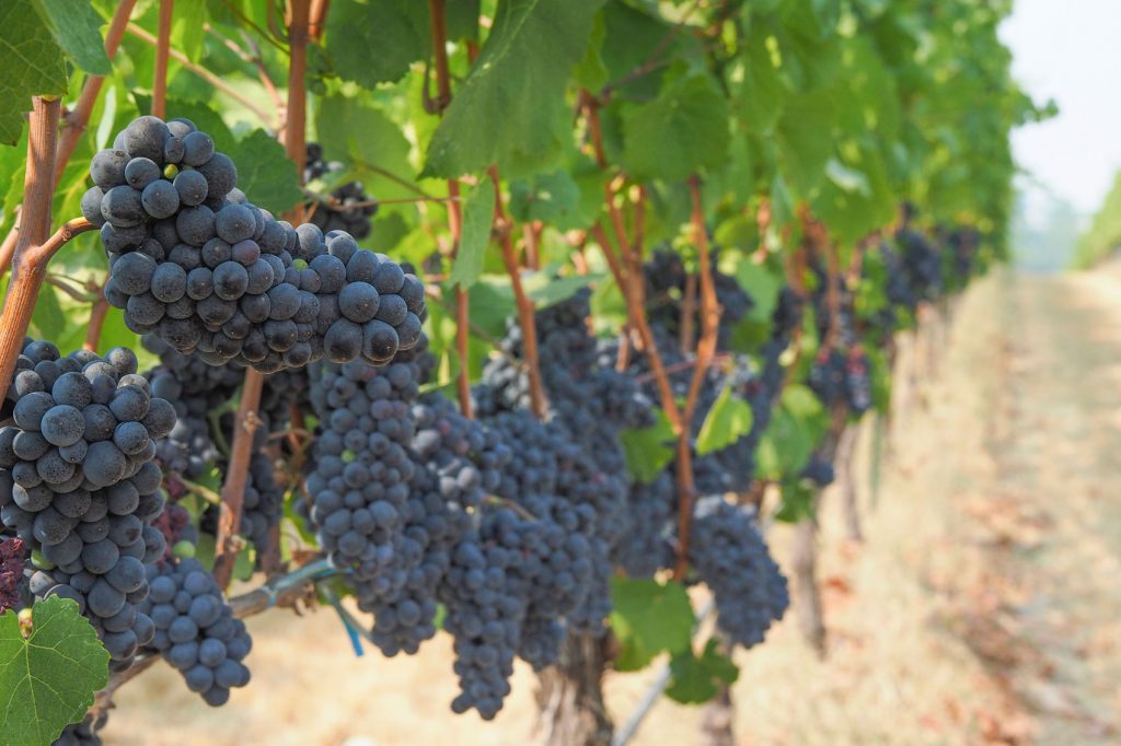 Oregon Wine Country