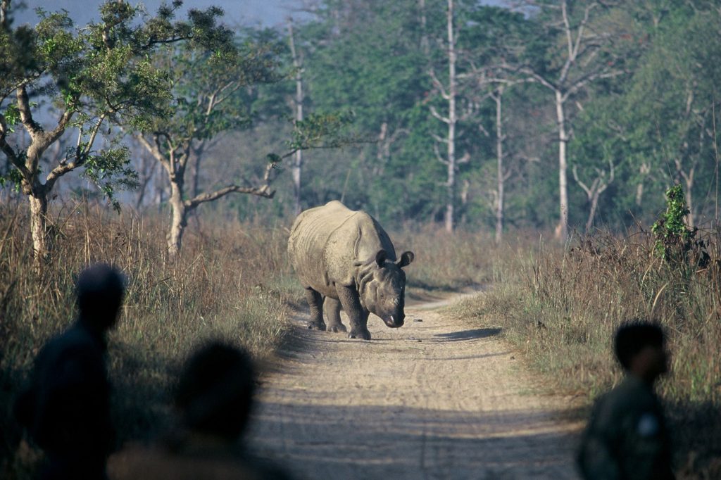 World Rhino Day