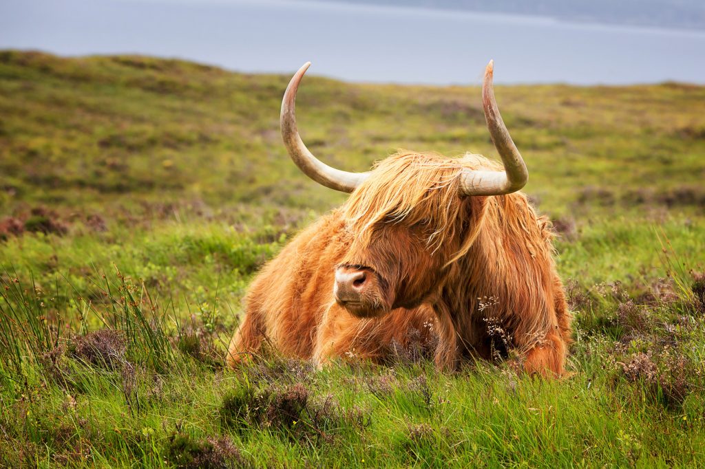 Exploring the Scottish Highlands