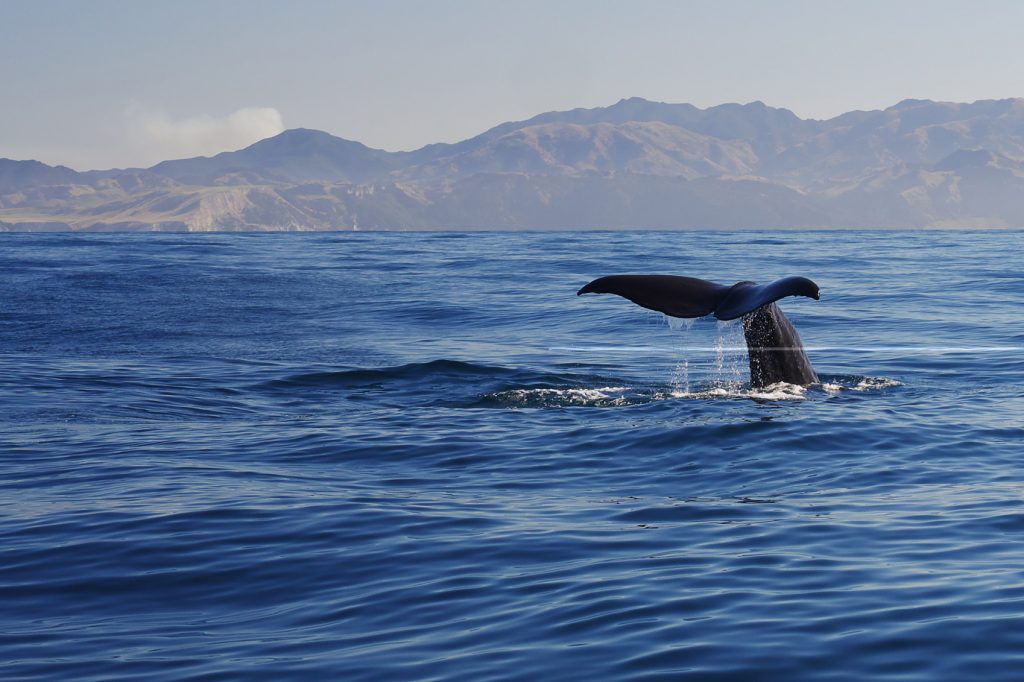 Wildlife Encounters