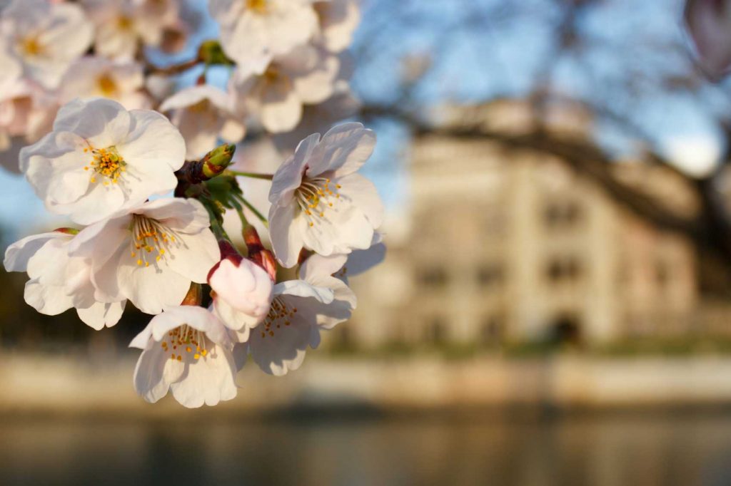 Cherry Blossom in Japan