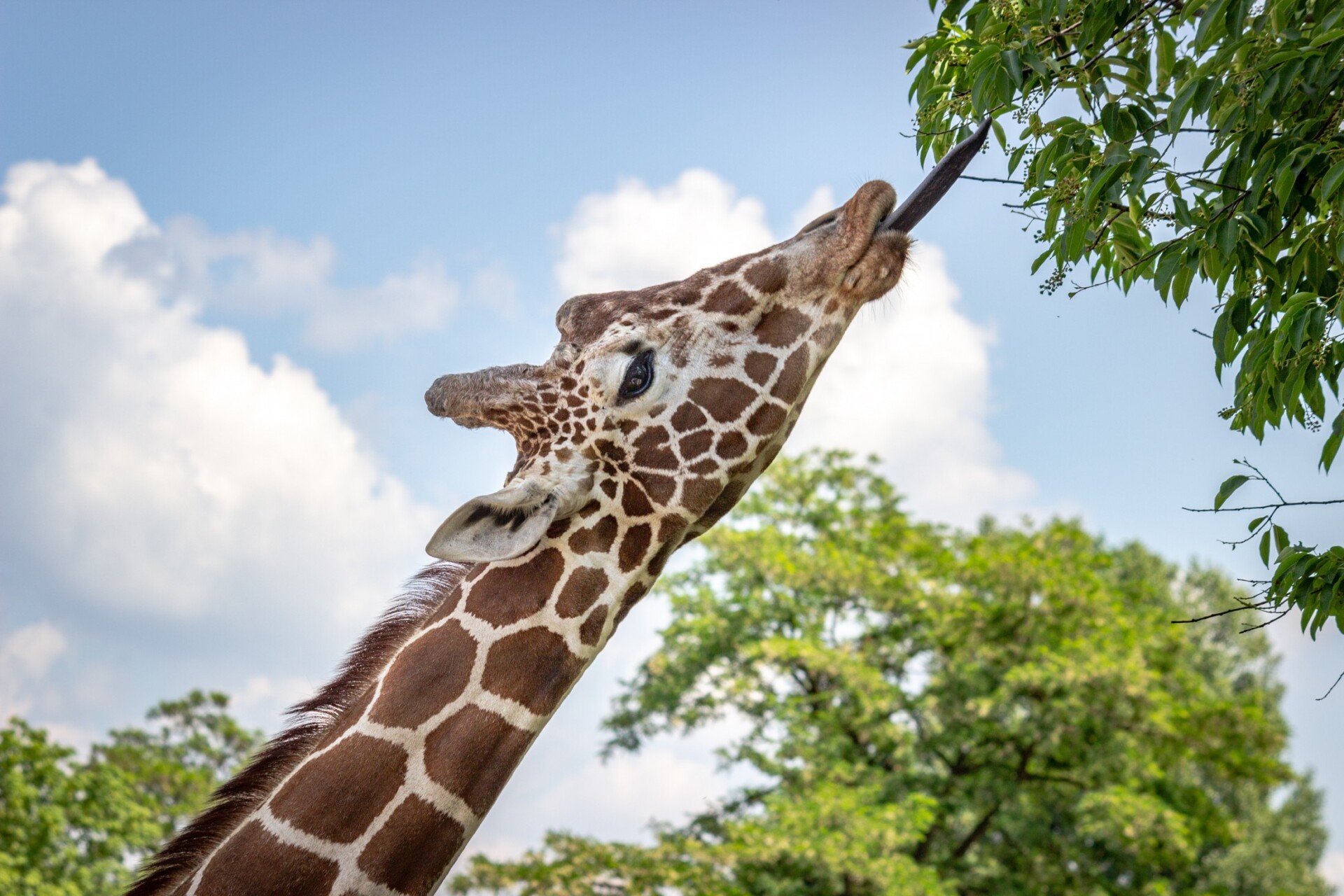 A giraffe gracefully reaching up to a tree in one of the top wildlife destinations.
