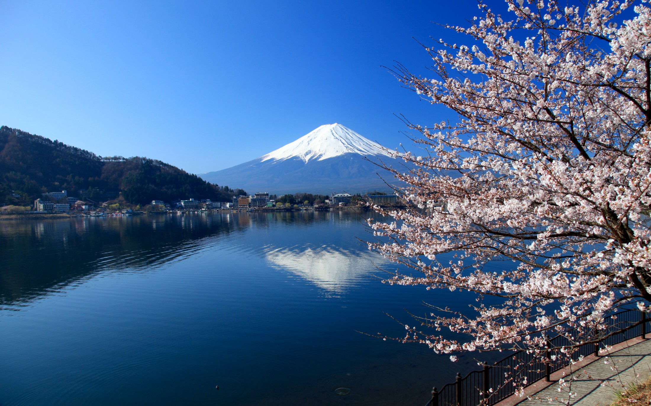 A tree with beautiful pink blossoms, showcasing the enchanting beauty of Japanese landscapes.