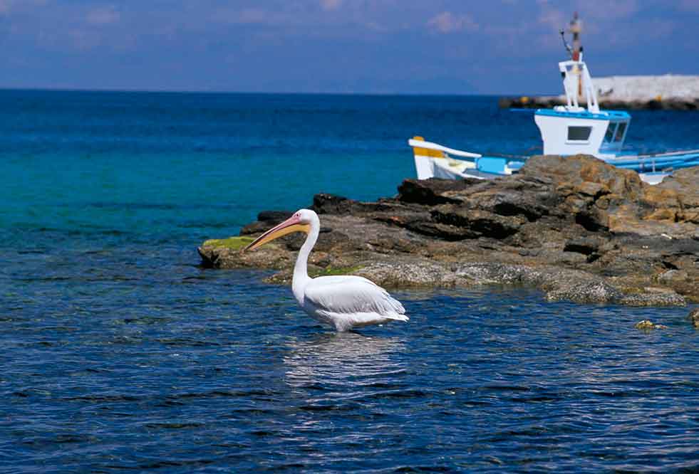 A white pelican is standing in the water near a boat on the Greek islands.