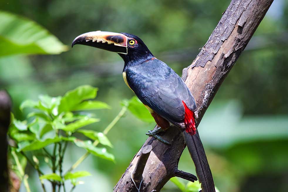 Collared aracari in Costa Rica 