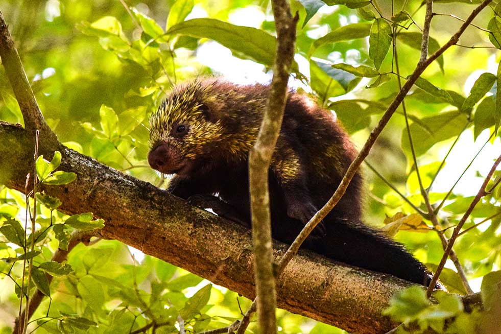 tree porcupine costa rica 