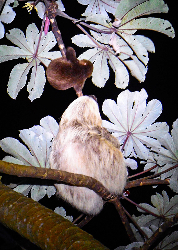 three toed sloth with baby in costa rica 