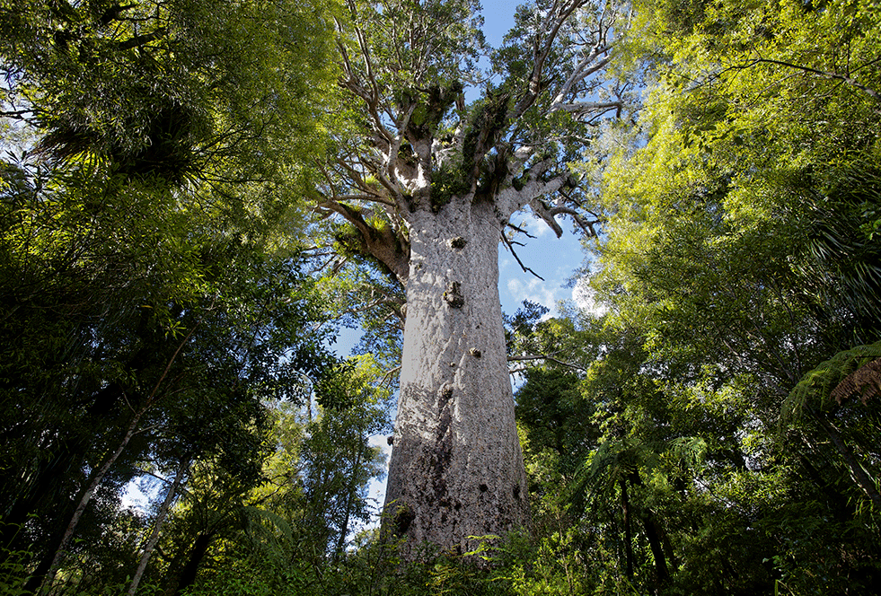 A large tree in the heart of a forest, significant to Maori culture.