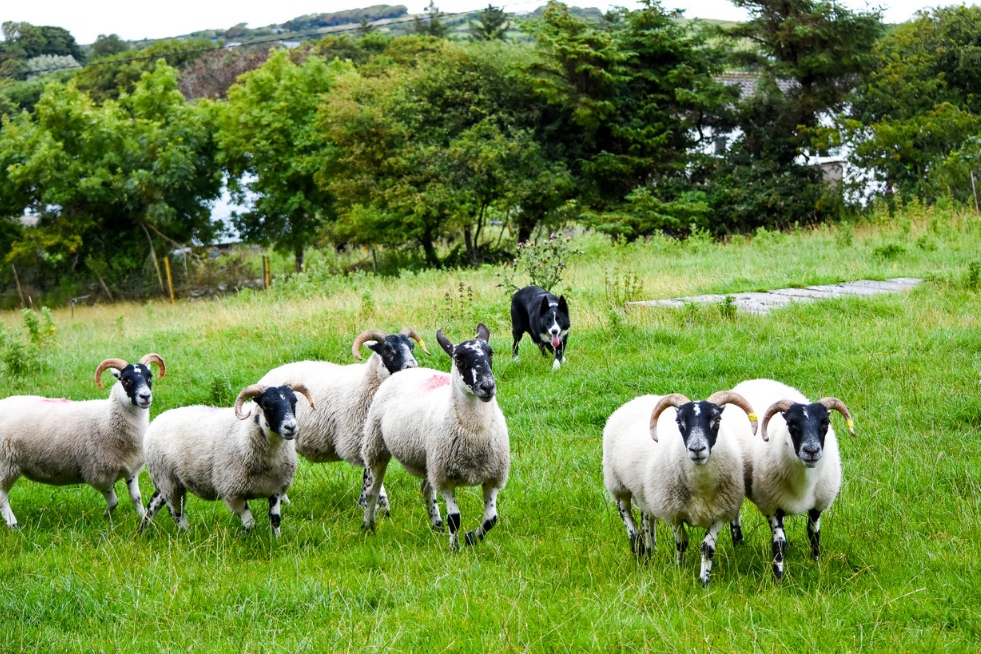 A herd of sheep grazing in a field.