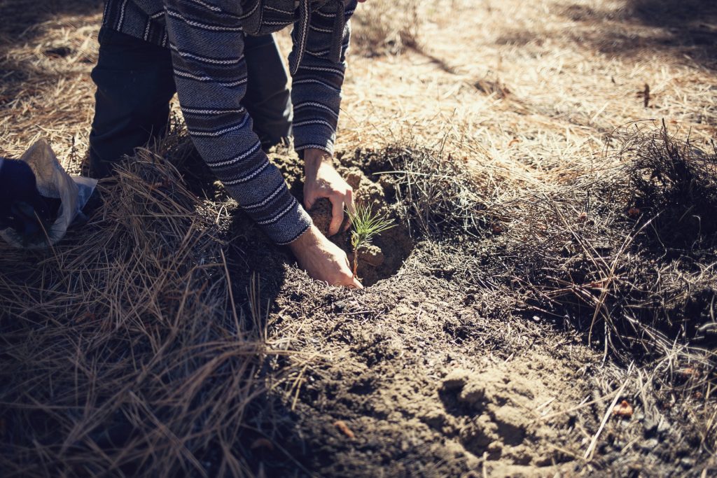 A man planting a tree in the dirt.