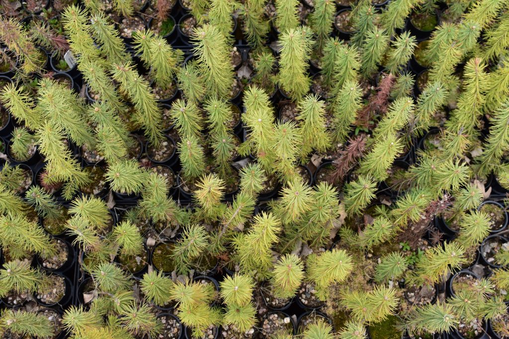 A group of small plants in a field.