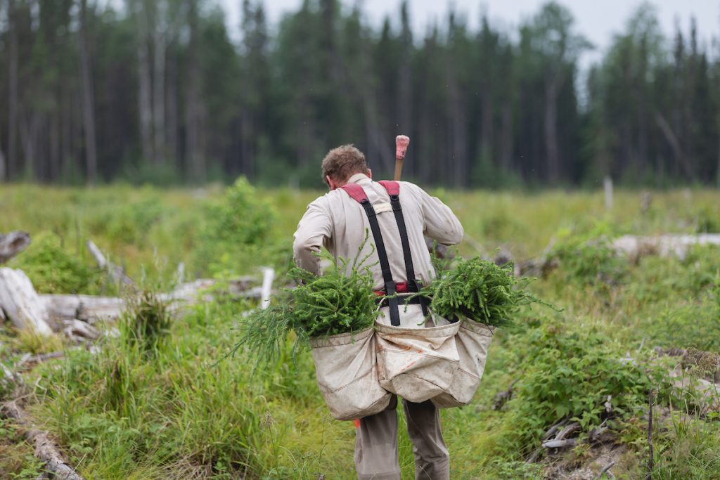 A man carrying a bag of plants through a wooded area.