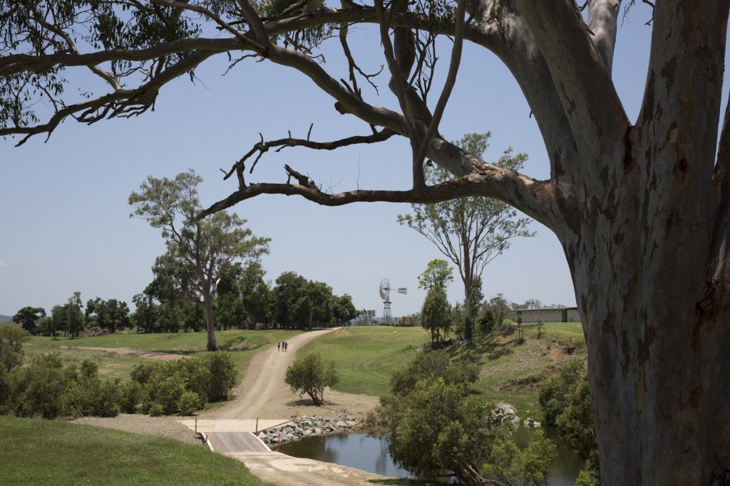 A large tree in the middle of a field.