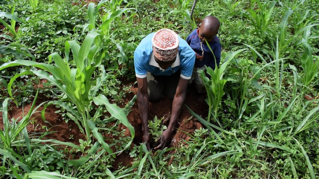 A man and a woman planting corn in a field.