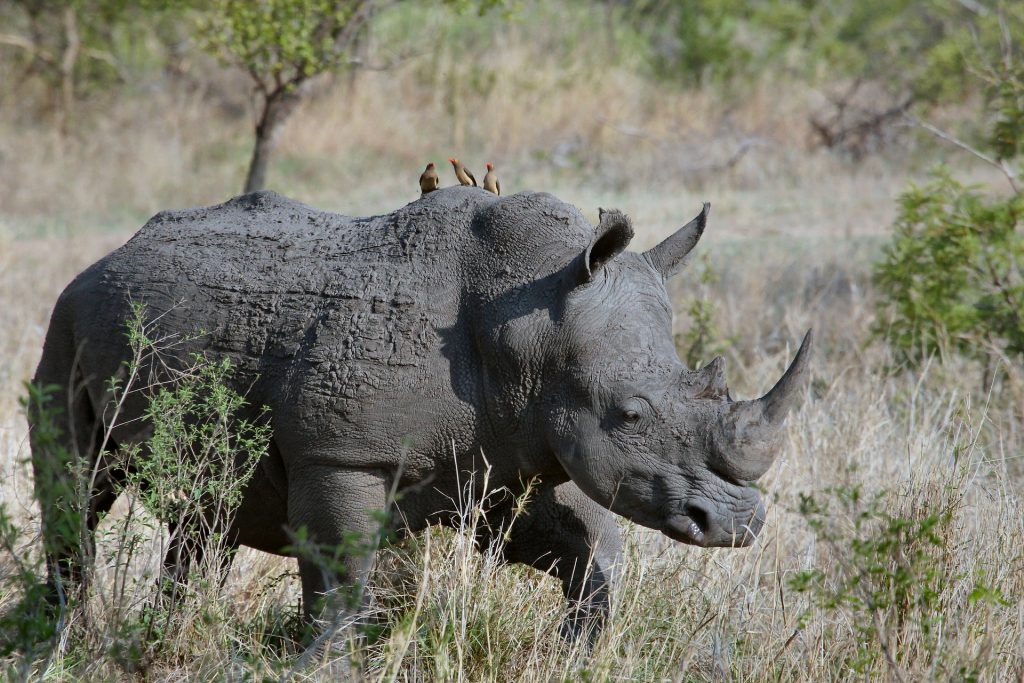 A rhino standing in a field with a bird on its back.