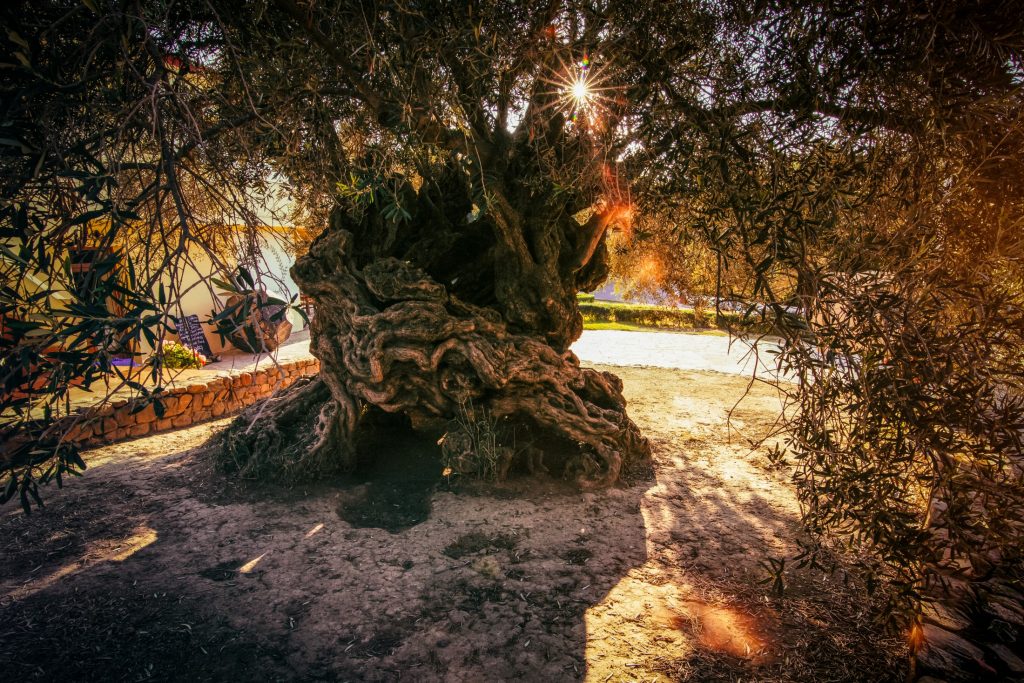 An olive tree with sunlight shining on it.