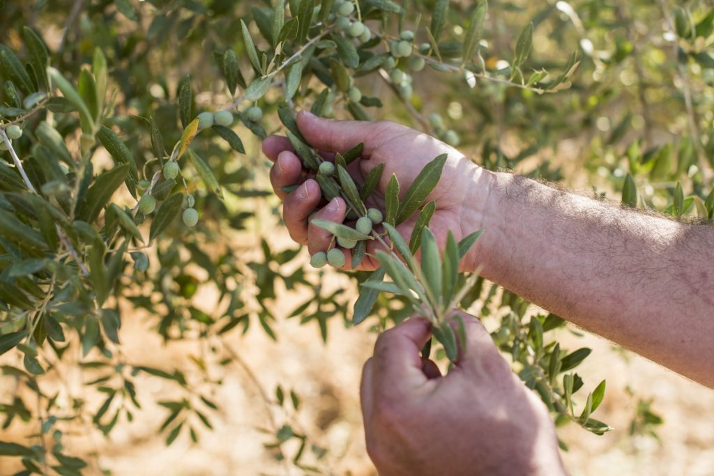 A man picking olives from a tree.