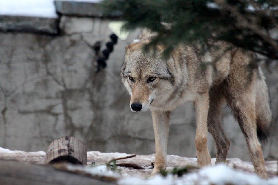 gray wolf