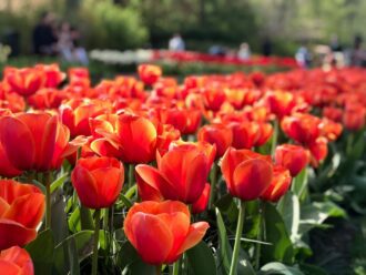 Close up of red tulips in Amsterdam 