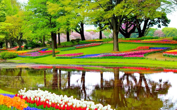 keukenhof park tulips lisse netherlands