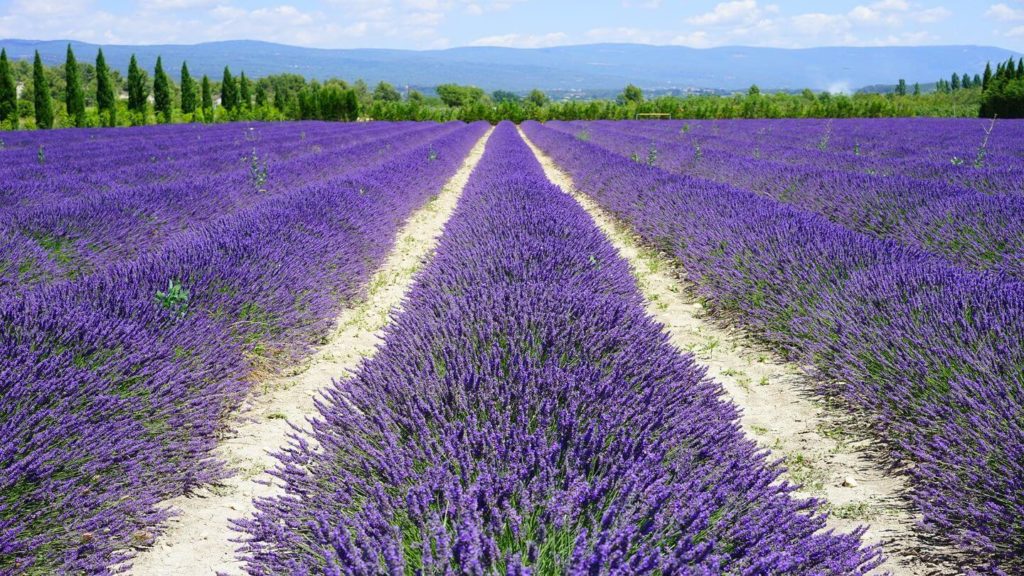 lavender field provence france