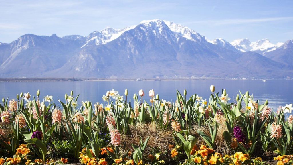 spring flowers lake mountain montreux switzerland