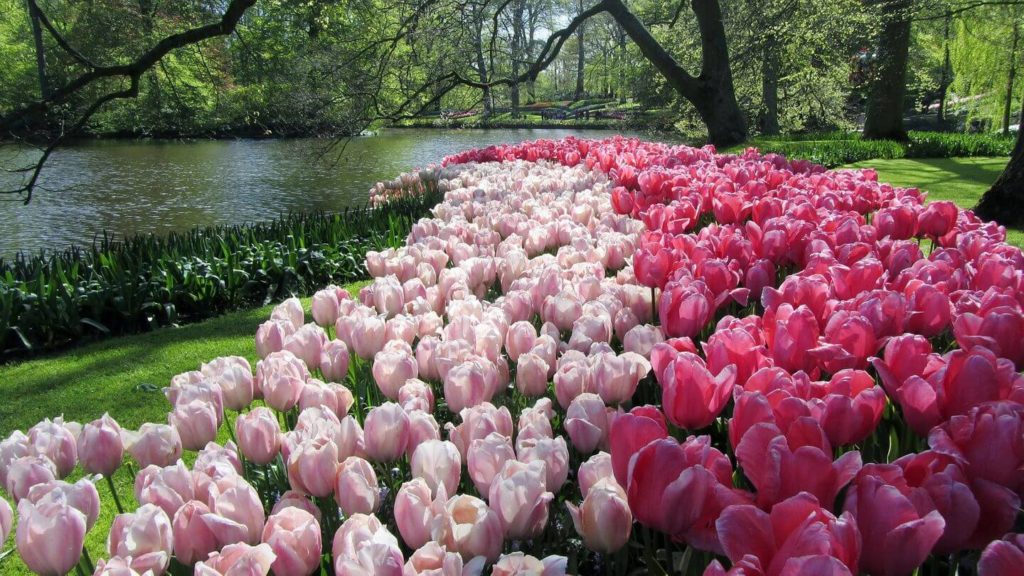 pink tulip garden keukenhof park netherlands
