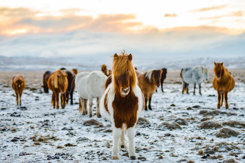 Brown & white ponies in Iceland
