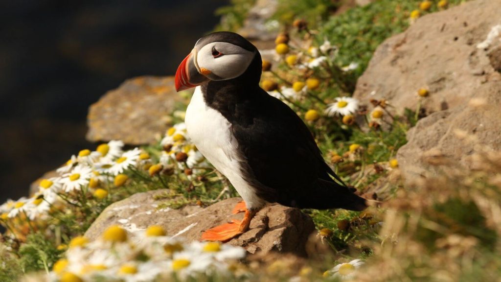 atlantic puffins seal island maine