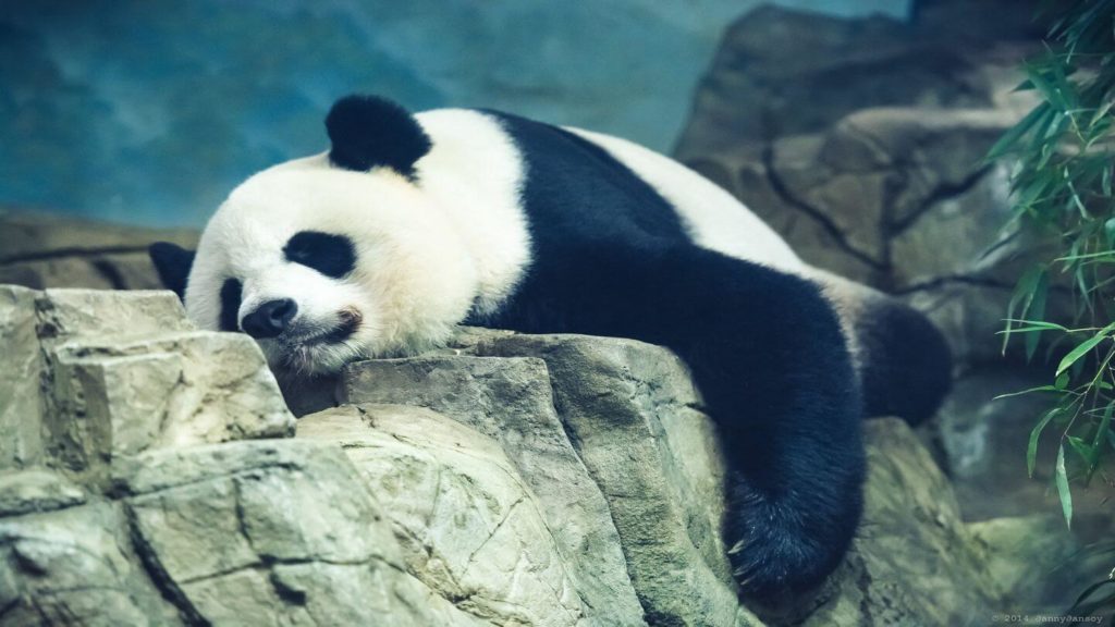 giant panda smithsonian national zoo washington dc