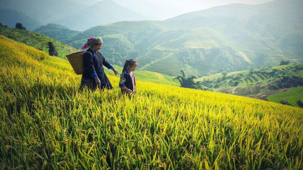 Women and young girl walking through a rice field in Vietnam.