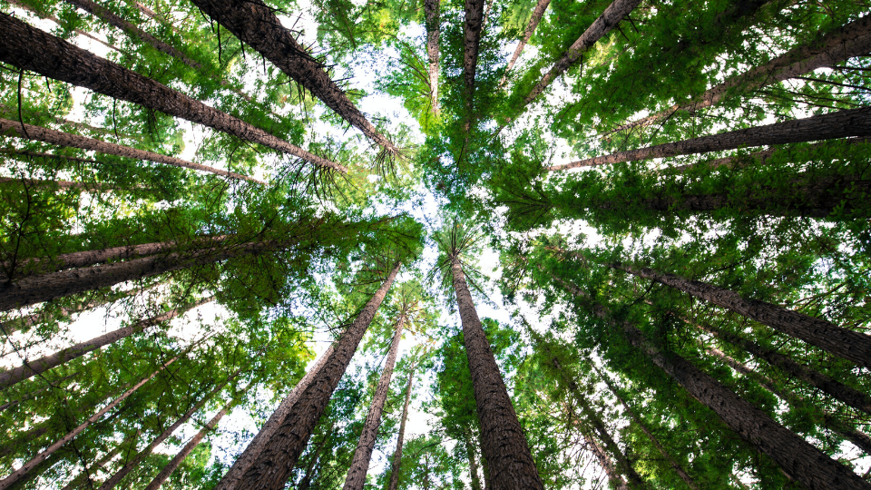 Tree top views