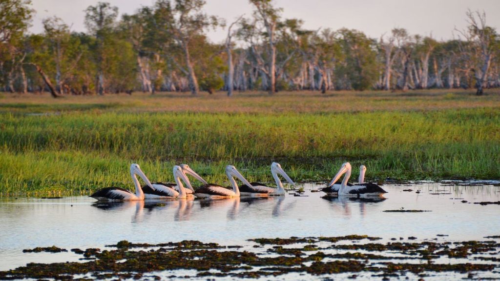 A group of pelicans in a body of water, perfect for a virtual visit to national park enthusiasts.