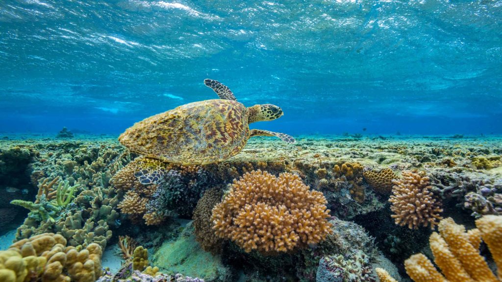 One of the world's most endangered species, a turtle gracefully swims above a vibrant coral reef.
