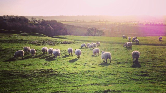 Escape London for the day and witness a herd of sheep peacefully grazing on a lush green field.