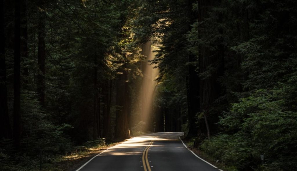 Sun shines through trees, hopeful horizon