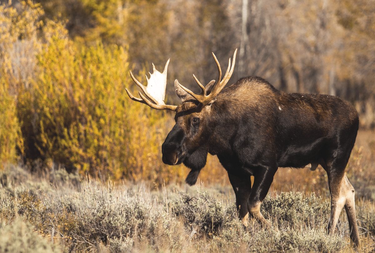 Canadians love their wildlife