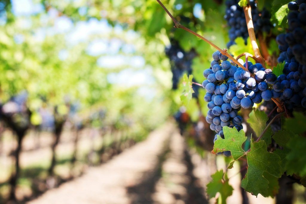 Visiting California attractions? Don't miss out on the lush vineyards where you can see grapes hanging on the vines. Be sure to pack appropriately with these California travel tips to fully enjoy your trip.